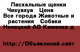 Пасхальные щенки Чихуахуа › Цена ­ 400 - Все города Животные и растения » Собаки   . Ненецкий АО,Каменка д.